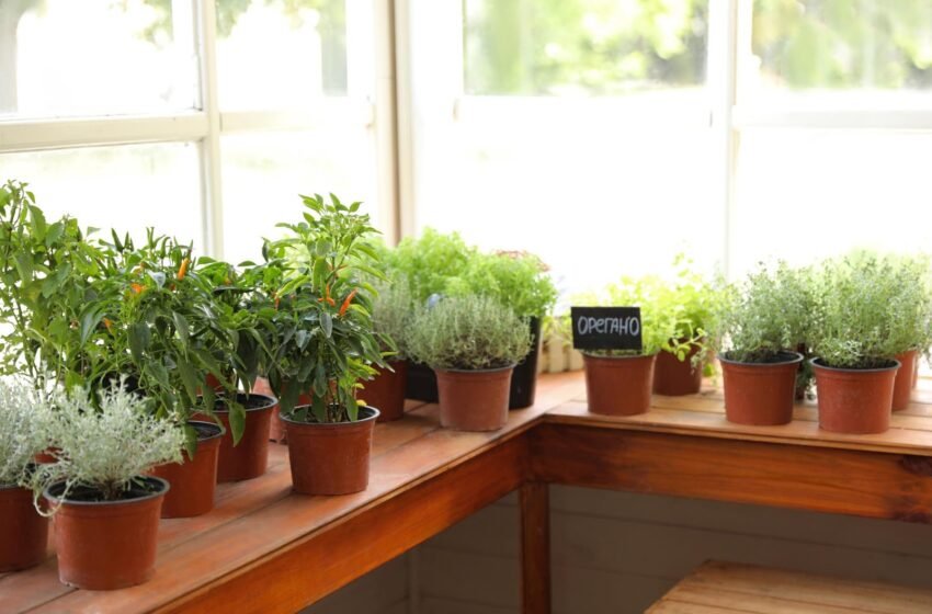  5 Secrets to a Successful and Fruitful Indoor Garden