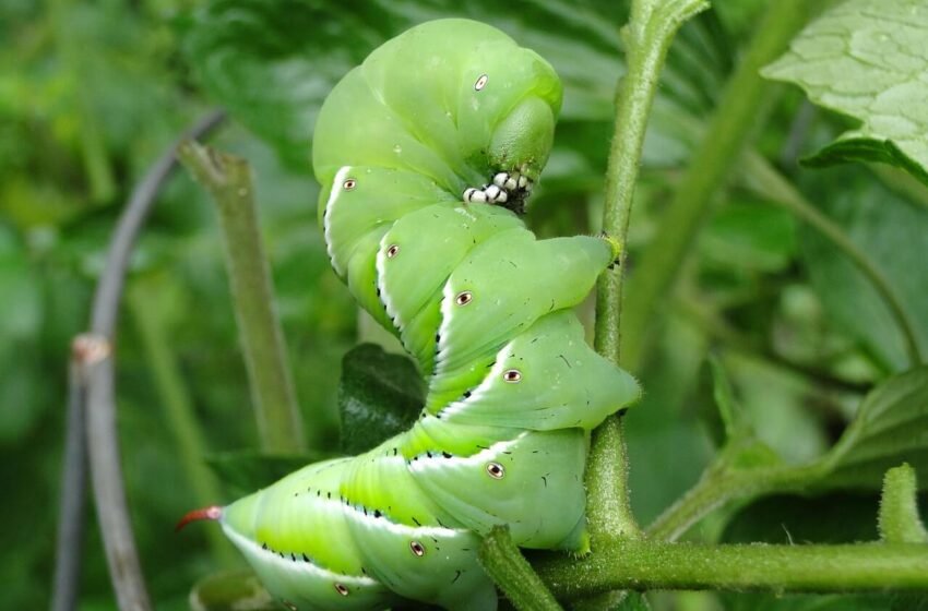  How to Care for Hornworms Before Feeding Them to Your Pet