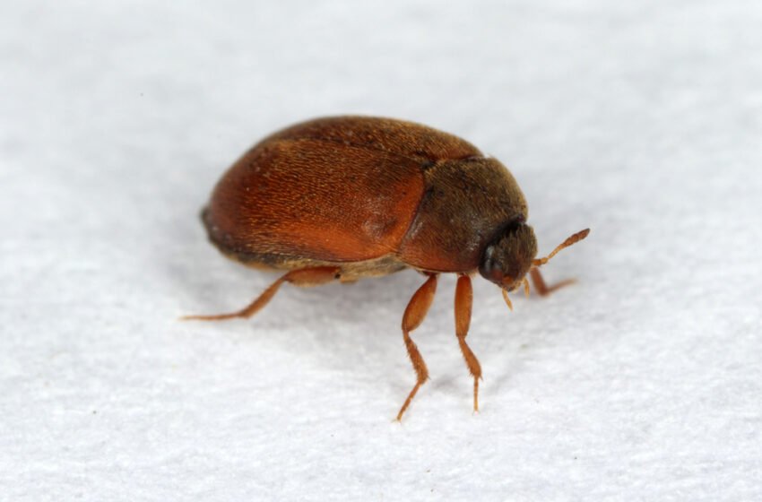 How do Carpet Beetles Spread and Where Are They Usually Found?