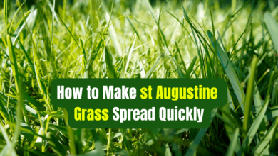 St. Augustine grass